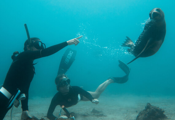 galapagos freediving sea lion