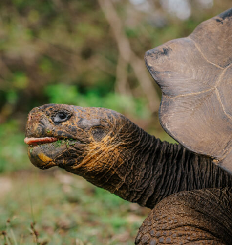 galapagos giant tortoise