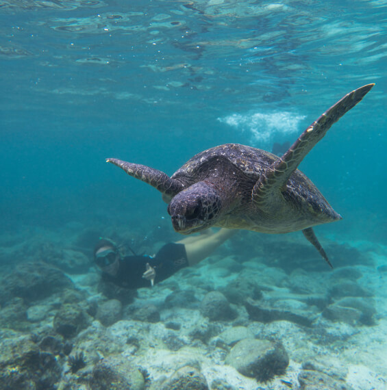 Traveller swimming with a tortoise during a nature island hopping expedition