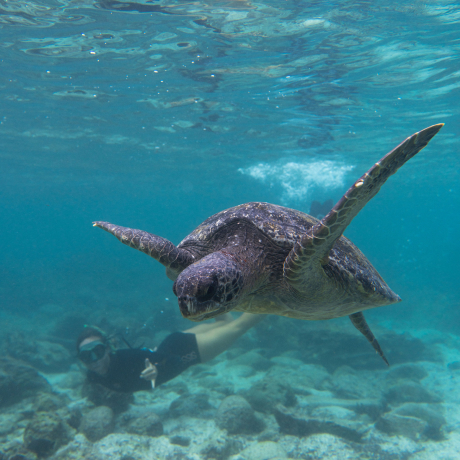 galapagos nature lovers turtle snorkeling