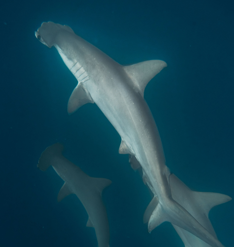 Group of hammerhead sharks swimming in Kicker Rock during a freediving expedition